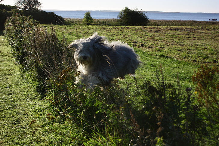 -stap-springen, hond, hedge, dier