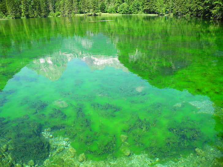ทะเลสาบอัลไพน์, สีเขียว, ปลา, ภูมิทัศน์, ธรรมชาติ, สิ่งมีชีวิตในน้ำ