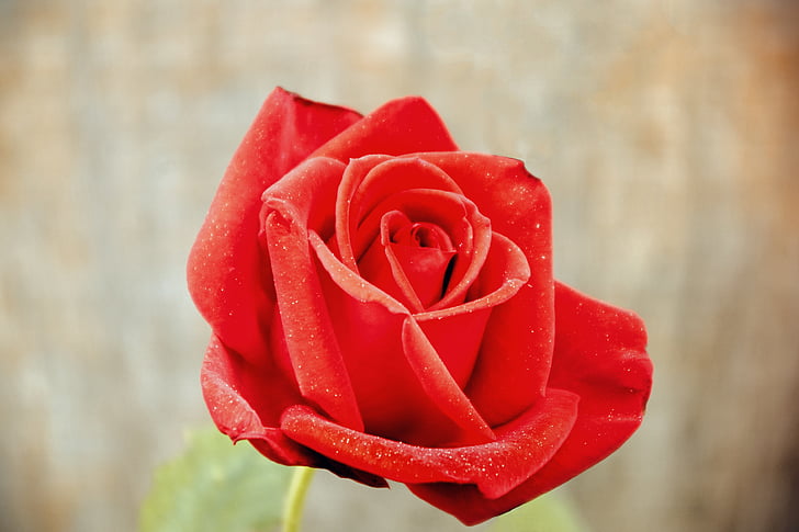 růže, Láska, dárek, Romantika, okvětní lístek, květinové, Romantický