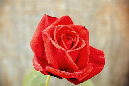 ruža, ljubav, poklon, romansa, latica, Cvjetni, romantična