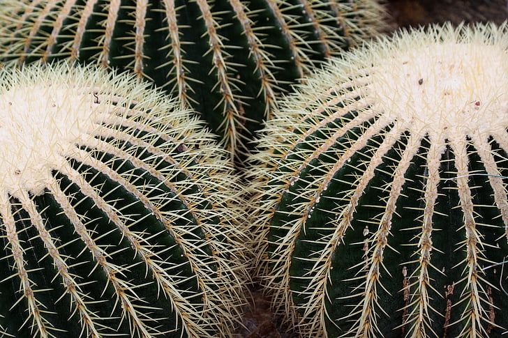 Kaktus, Cactaceae, Echinocactus grusonii, kugelförmig, stachelige, Goldener Ball Kaktus, Mutter im Gesetz Stuhl