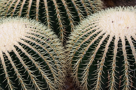 Cactus, Cactaceae, Echinocactus natuur, buisvormig, stekelig, gouden bal cactus, moeder in de wet stoel