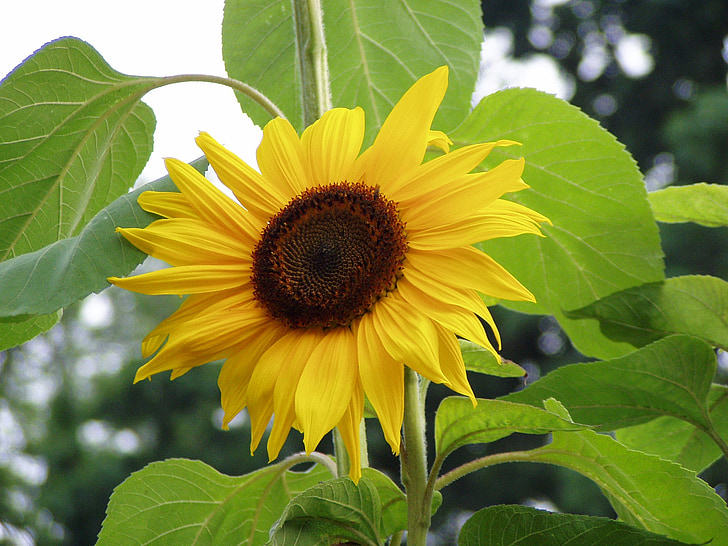 Sun flower, květ, Příroda