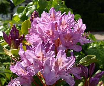 rhododendron, Blossom, mekar, tender, ungu, alam, daun