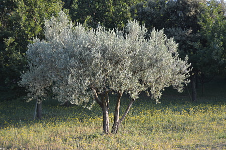 Olivier, árbol, naturaleza, Sur
