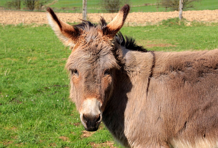 burro, burro doméstico, Equus asinus asinus, animal, carrinho, marrom, último animal