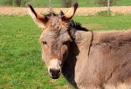 burro, burro doméstico, Equus asinus asinus, animal, carrinho, marrom, último animal