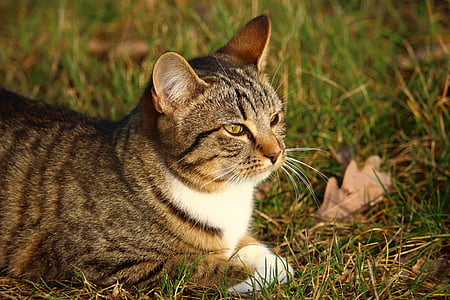 cat, kitten, young cat, mackerel, grass, mieze, domestic Cat