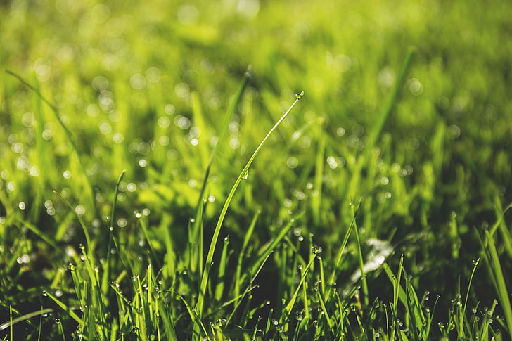 green, grass, yard, field, nature, summer, sunshine