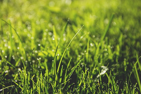 green, grass, yard, field, nature, summer, sunshine