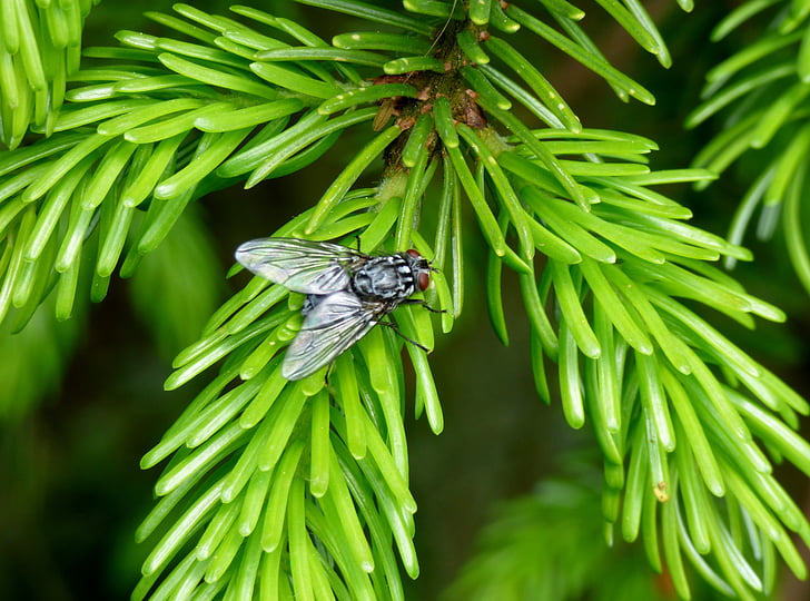 fly, nature, tree, bug