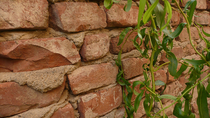 brick, wall, ivy, background, red, green, plant