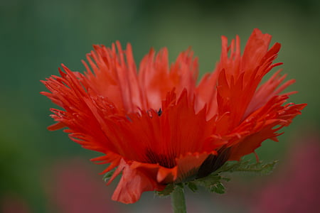 flor de amapola, cerrar, rojo, brillante, flor, fragilidad, cabeza de la flor