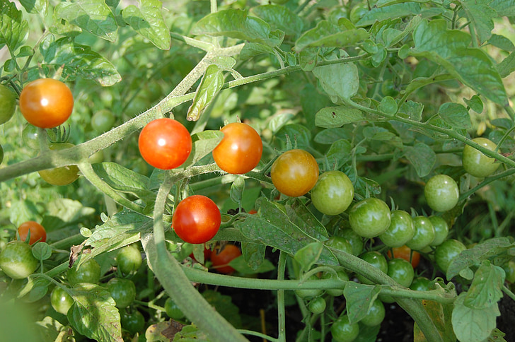 ripening, tomatoes, vines, tomato, food, vegetable, nature