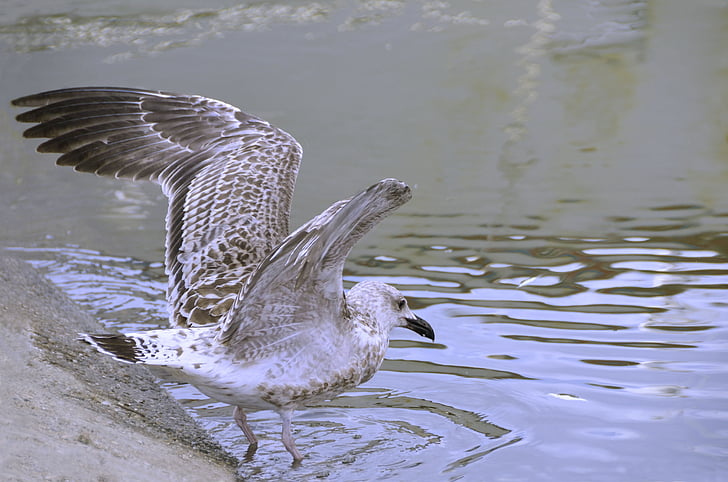 hewan, Gull, Memancing