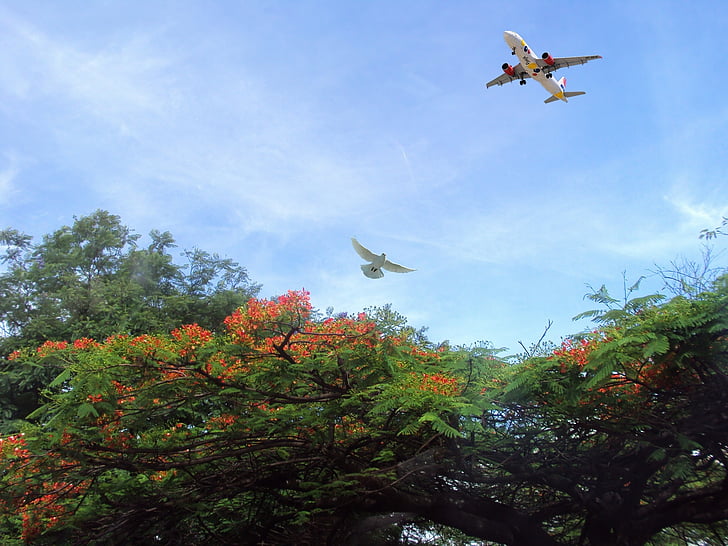 plane, aviation, taking off, bird, dove, trees, park
