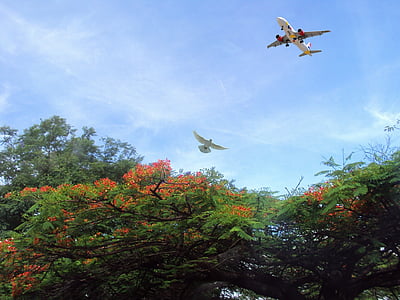 飛行機, 航空, 離陸, 鳥, 鳩, 木, 公園