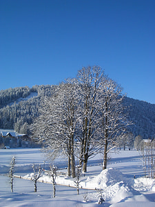 žiemą, medis, snieguotas, medžiai, sniego, žiemos, žiemos nuotaikos