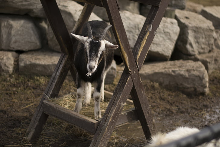 goat, zoo, animal, mammal, livestock