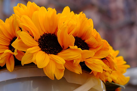 sunflower, bucket, flowers, late summer, close, yellow, flower