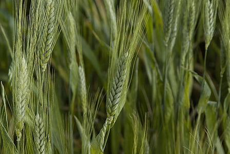 pšenica, žitarice, šiljci, polje kukuruza