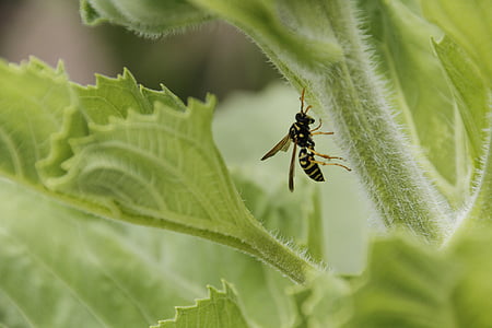 wasp, sunflower, insect, garden, plant, green, leaf