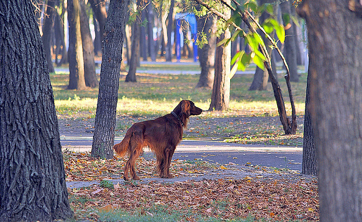 Park, koer, inimese parim sõber, looma, lehestik