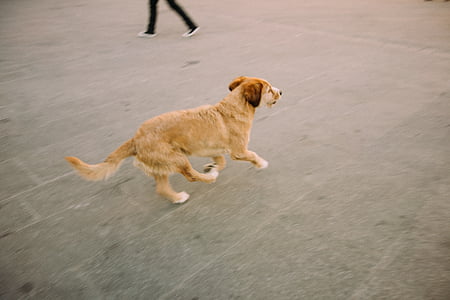 Χρυσή, Ριτρίβερ, τρέξιμο, γκρι, σκυρόδεμα, πάτωμα, κοντά σε: