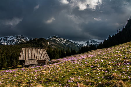 hut, house, cabin, rustic, woods, field, valley