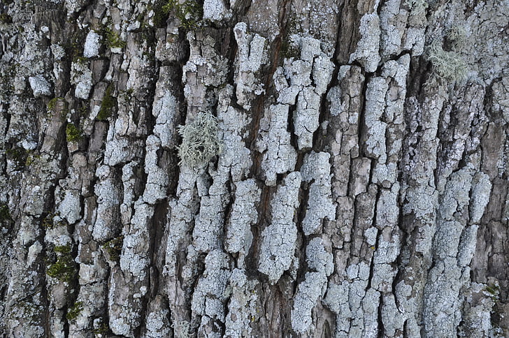 bark, tree, winter, leann, texture, tree bark, large texture
