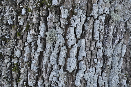 bark, træ, vinter, LeAnn, tekstur, Tree bark, stor tekstur