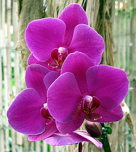 roślina, kwiat, Orchid, Phalaenopsis, Violet