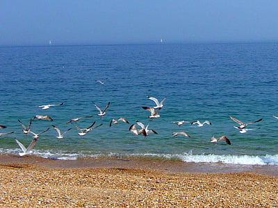 pludmale, seagulls, jūra, daba, saulains, diena, saule