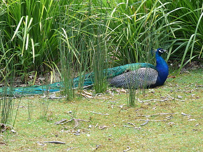 vogel, Peacock, kleurrijke, elegante, natuur, dier, dieren in het wild