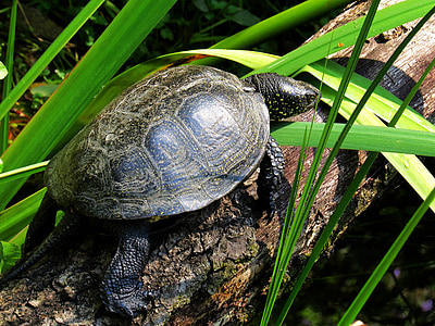 kura-kura air, kura-kura, hewan, perlahan-lahan, reptil