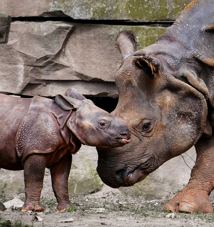 Rhino, animales, emociones, bebé de Rhino, amor, madre, niño