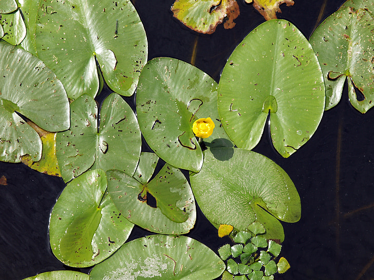 water, nuphar, freshwater, foliage, flower, green leaf, nature