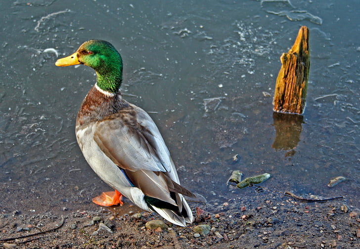 duck, pond, frozen, cold, nature, water, animal