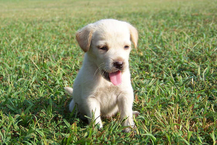 puppy, golden retriever, canine, pet, sitting, outdoors, grass