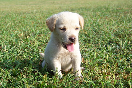 кученце, Голдън Ретривър, кучешки, домашен любимец, седи, на открито, трева