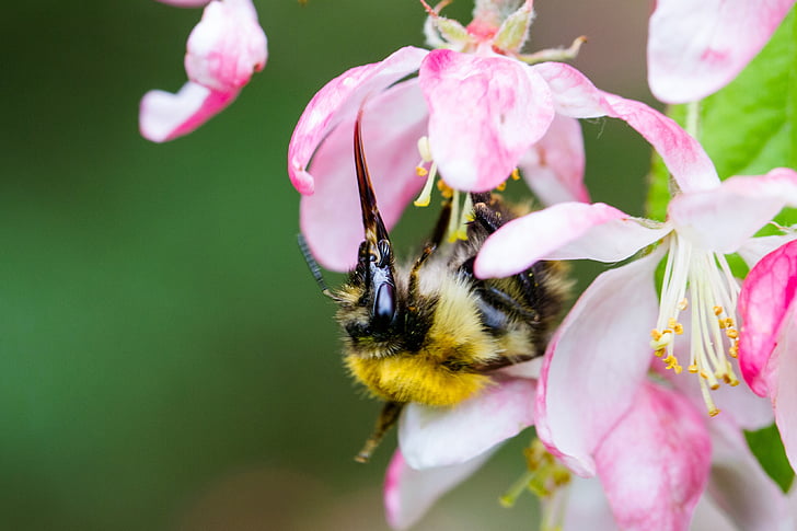 Biene, Fütterung, Nektar, Blüte, Blume, Insekt, Frühling