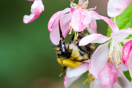 Bee, kŕmenie, nektár, kvet, kvet, hmyzu, jar