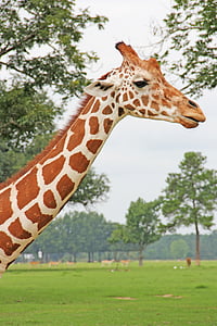 jerapah, hewan, leher panjang, Safari, kebun binatang, Serengeti, Afrika
