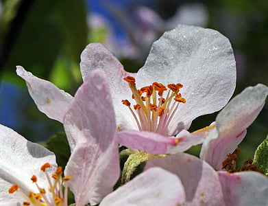apple blossoms, macro, close, stamens, pink and white, orange, blossom