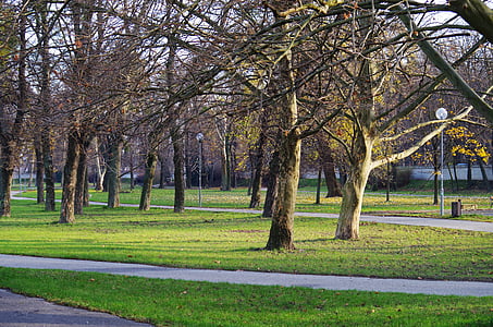parkas, rudenį, medžiai