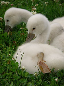 swans, cub, bird, lawn, white