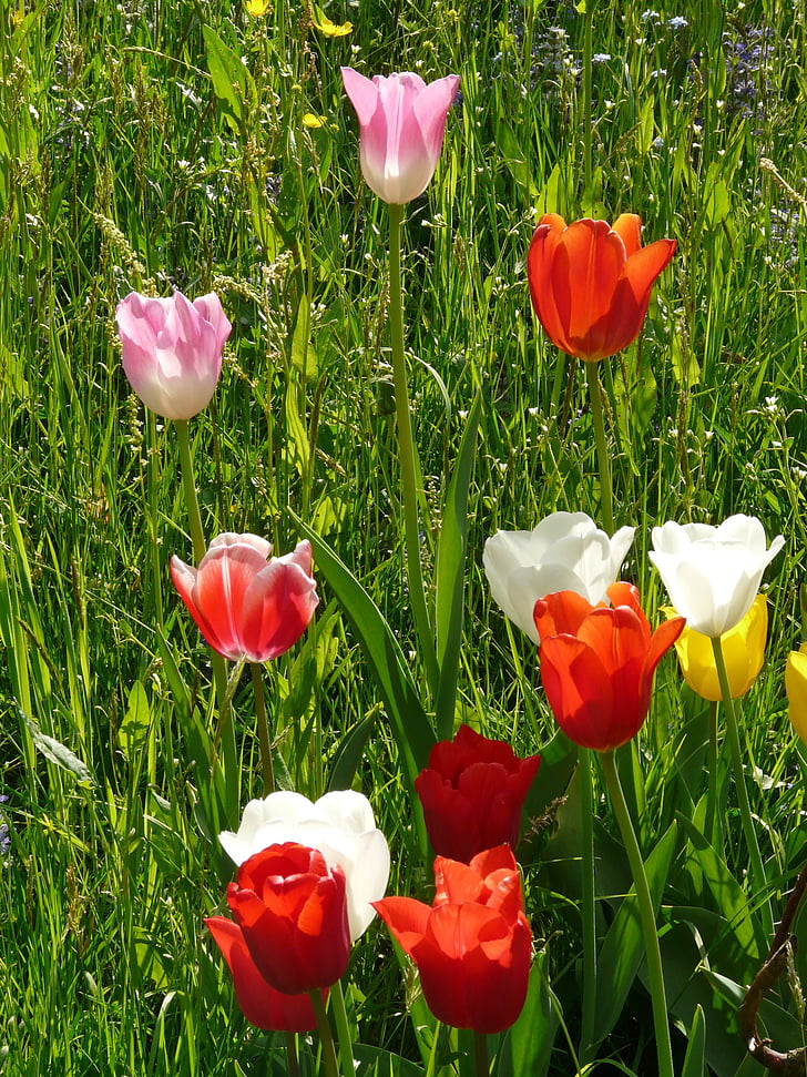 tulipani, pisane, barva, pomlad, svetlobe, cvet