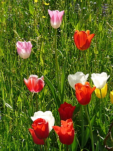 Tulipaner, farverige, farve, forår, lys, Bloom