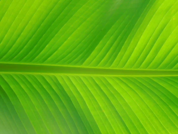 Leaf, Palm, naturen, grön, träd