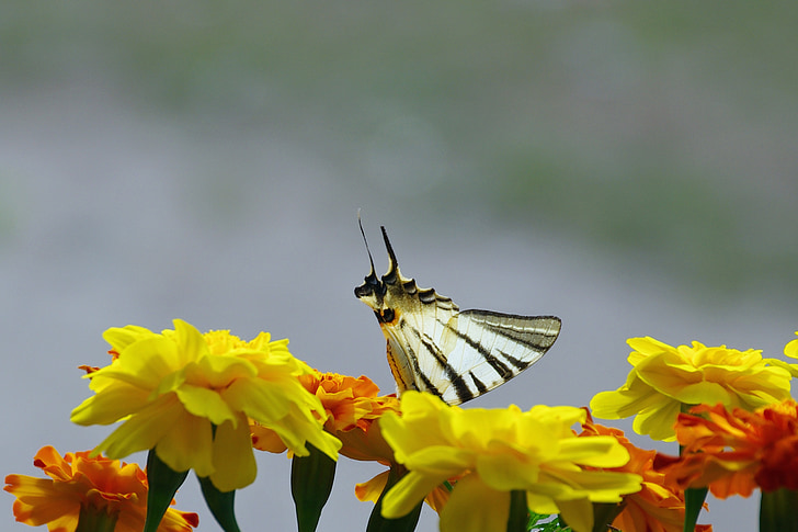flowers, marigold, butterfly, colors, silhouette, moth, insects
